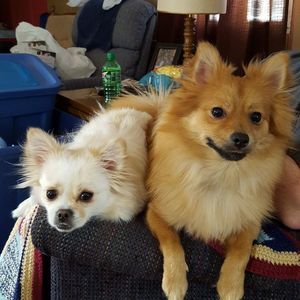 Meet your Posher, Darren